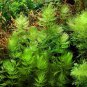 Ceratophyllum Aquarium Grass Ornamental 500 PCS Seeds