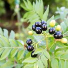Ceylon Curry Leaf Plant Murraya Koenigii 50 PCS Seeds Ceylon Curry Leaf Plant Murraya Koenigii 50 PCS Seeds