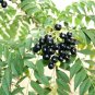 Ceylon Curry Leaf Plant Murraya Koenigii 50 PCS Seeds