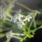 Cestrum Nocturnum Night Blooming Jasmine White Flowers 20 PCS Seeds Cestrum Nocturnum Night Blooming Jasmine White Flowers 20 PCS Seeds
