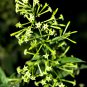 Cestrum Nocturnum Night Blooming Jasmine White Flowers 20 PCS Seeds