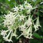 Cestrum Nocturnum Night Blooming Jasmine White Flowers 20 PCS Seeds