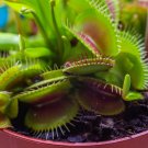 Catchfly Potted Plant Garden Venus Fly Trap Insectivorous Plant 100 PCS Seeds Catchfly Potted Plant Garden Venus Fly Trap Insectivorous Plant 100 PCS Seeds
