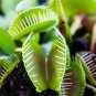 Catchfly Potted Plant Garden Venus Fly Trap Insectivorous Plant 100 PCS Seeds