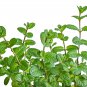 Cat Mint Aromaticpotted Plants Catnip Flores Heirloom Spearmint 200 PCS Seeds