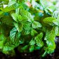 Cat Mint Aromaticpotted Plants Catnip Flores Heirloom Spearmint 200 PCS Seeds