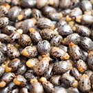 Castor Bean 100 PCS Seeds