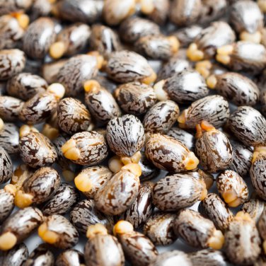 Castor Bean 100 PCS Seeds