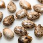 Castor Bean 100 PCS Seeds