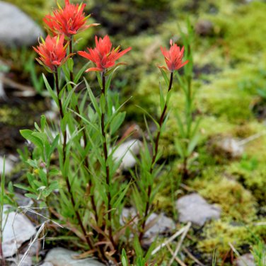 Castilleja linariifolia 80 PCS Seeds
