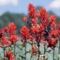 Castilleja linariifolia 80 PCS Seeds