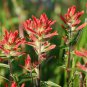 Castilleja linariifolia 80 PCS Seeds