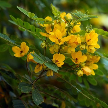 Cassia herb catsia tora Linn Chinese 20 PCS Seeds
