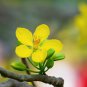 Cassia herb catsia tora Linn Chinese 20 PCS Seeds