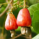 Cashew Tree Light Orange Fruits 5 PCS Seeds Cashew Tree Light Orange Fruits 5 PCS Seeds