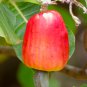 Cashew Tree Light Orange Fruits 5 PCS Seeds