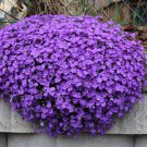 Cascade Purple Aubrieta Flower 250 PCS Seeds