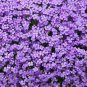 Cascade Purple Aubrieta Flower 250 PCS Seeds