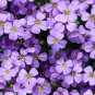 Cascade Purple Aubrieta Flower 250 PCS Seeds