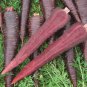 Carrot Purple Sun F1 Professional Pack organic tasty vegetables 500 PCS Seeds