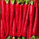 Carrot Heirloom Blood Red Vegetables 100 PCS Seeds Carrot Heirloom Blood Red Vegetables 100 PCS Seeds