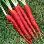 Carrot Heirloom Blood Red Vegetables 100 PCS Seeds
