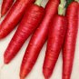 Carrot Heirloom Blood Red Vegetables 100 PCS Seeds