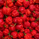 Carolina Reaper Pepper Red 100 PCS Seeds