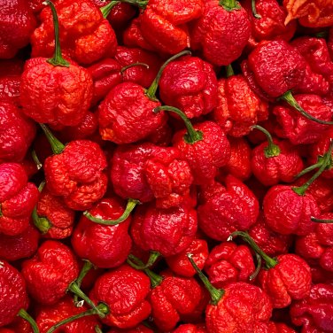 Carolina Reaper Pepper Red 100 PCS Seeds