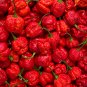 Carolina Reaper Pepper Red 100 PCS Seeds