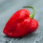Carolina Reaper Pepper Red 100 PCS Seeds