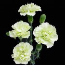 Carnation 'CFPC Jade' Green Dianthus Caryophyllus Flower 200 PCS Seeds