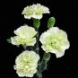 Carnation 'CFPC Jade' Green Dianthus Caryophyllus Flower 200 PCS Seeds