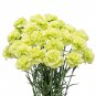 Carnation 'CFPC Jade' Green Dianthus Caryophyllus Flower 200 PCS Seeds