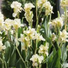 Canna Lily Gorgeous Lily-like Blossoms in Cream White 50 PCS Seeds