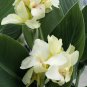 Canna Lily Gorgeous Lily-like Blossoms in Cream White 50 PCS Seeds