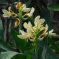 Canna Lily Gorgeous Lily-like Blossoms in Cream White 50 PCS Seeds