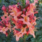 Cape Honeysuckle (tecomaria Capensis) Fresh Exotic Flower 20 PCS Seeds Cape Honeysuckle (tecomaria Capensis) Fresh Exotic Flower 20 PCS Seeds