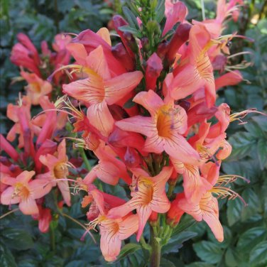 Cape Honeysuckle (tecomaria Capensis) Fresh Exotic Flower 20 PCS Seeds