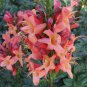 Cape Honeysuckle (tecomaria Capensis) Fresh Exotic Flower 20 PCS Seeds
