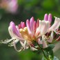 Cape Honeysuckle (tecomaria Capensis) Fresh Exotic Flower 20 PCS Seeds