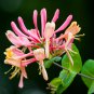 Cape Honeysuckle (tecomaria Capensis) Fresh Exotic Flower 20 PCS Seeds