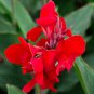 Canna Lily Fresh Red Double Flowers 5 PCS Seeds