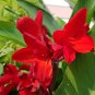Canna Lily Fresh Red Double Flowers 5 PCS Seeds