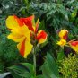 Canna Lily Potted Flower Yellow Red Colorful Flowers 200 PCS Seeds