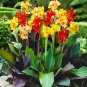 Canna Lily Potted Flower Yellow Red Colorful Flowers 200 PCS Seeds