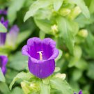 Canterbury Bells Perennial Flower 30 PCS Seeds
