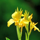 Canna Lily Flore Outdoor Indoor 200 PCS Seeds