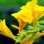 Canna Lily Flore Outdoor Indoor 200 PCS Seeds