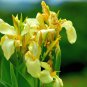 Canna Lily Flore Outdoor Indoor 200 PCS Seeds